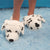 Aroma Home Dog Slippers - Dalmatian